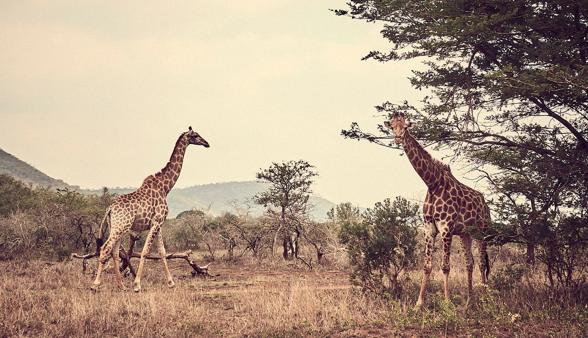 Two giraffes in a dry savanna landscape, one walking left and the other standing under a tree, surrounded by sparse bushes