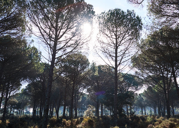 ASCENO TRAVELS | EXPLORE COMPORTA
