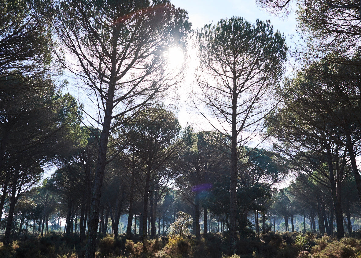 Sunlight filtering through tall pine trees in a dense forest with green underbrush and clear blue sky